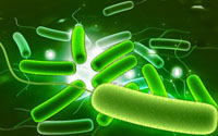 e. coli, bacteria e coli, fotografia e coli' e. coli, bacteria e coli, fotografia e coli'