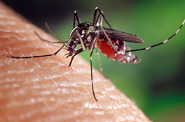 mosquito transmisor del virus del nilo occidental