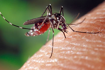 mosquito transmisor del dengue aedes aegypti