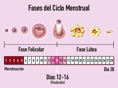 Fases Del Ciclo Menstrual