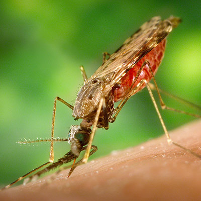 mosquito anopheles transmisor de la malaria