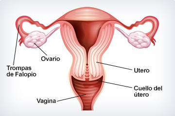 Diagrama de un utero