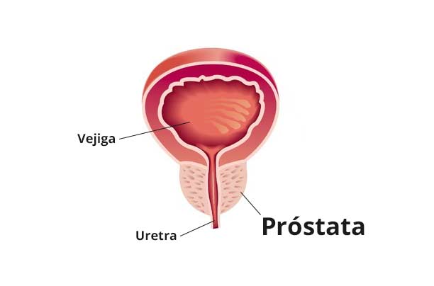 Que es la prostata?