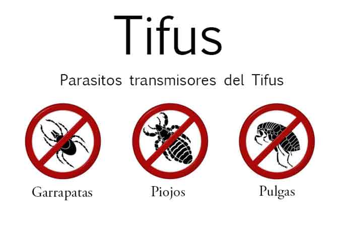 transmisores del tifus
