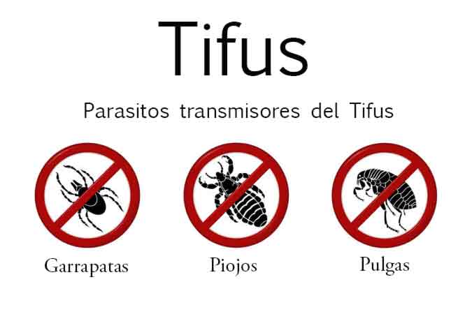 transmisores del tifus