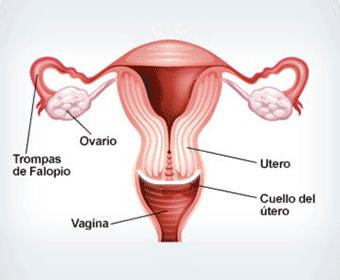esquema del utero detallando sus partes