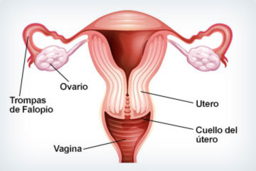 foto del utero y sus partes