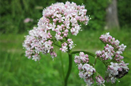 La valeriana se usa como calmante