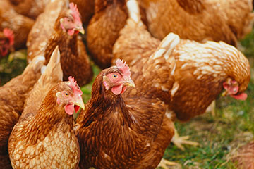 La gripe aviar H5N1