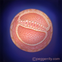 diagrama de un feto a las 4 semanas