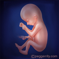 diagrama de un feto a las 16 semanas