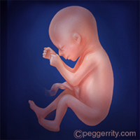 diagrama de un feto a las 20 semanas