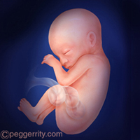 diagrama de un feto a las 24 semanas