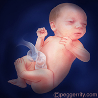 diagrama de un feto a las 36 semanas