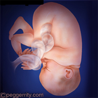 diagrama de un feto a las 37-40 semanas 