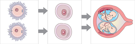 diagrama de dos, los huevos son fertilizados por separado en dos, por separado los espermatozoides