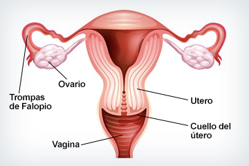 Diagrama del utero